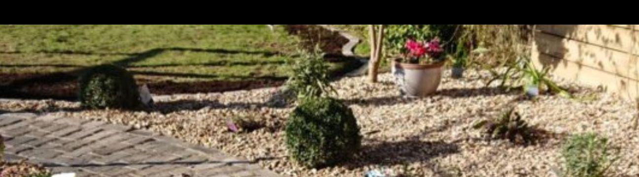 Shootsand Rootswales