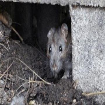 Ratpest Controlperth