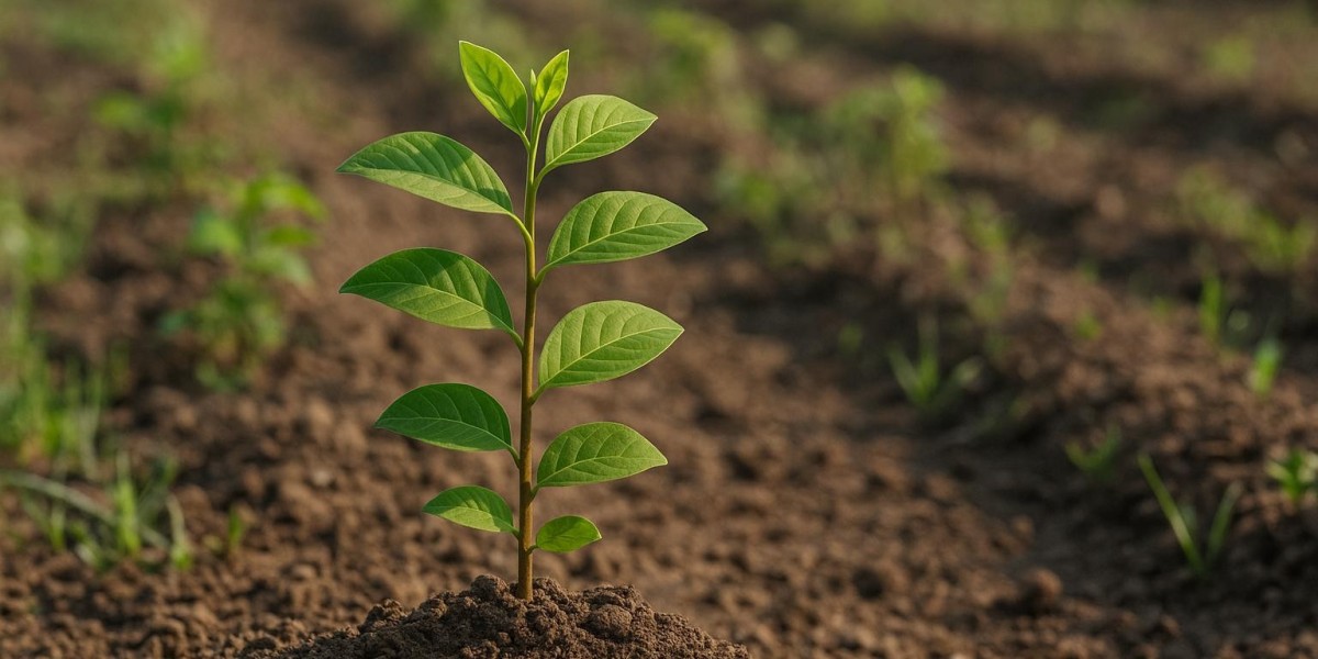Baheda Seeds Farming Guide: Soil, Sunlight & Growth Tips