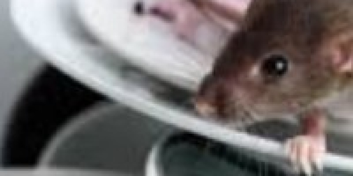 General Pest Control: Keeping Homes and Businesses Safe