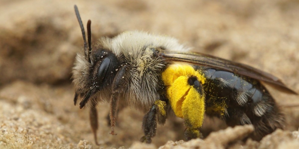 Do Bumble Bees Really Sting? A Simple Guide for Everyone