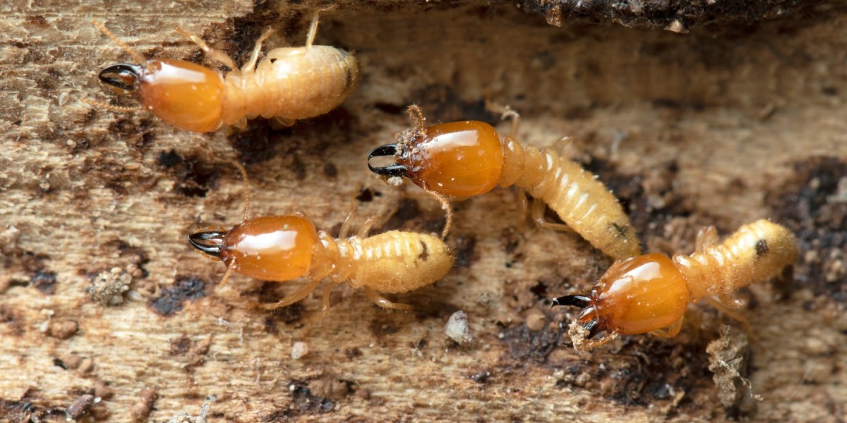 How Long Does Termite Treatment Last? Expert Insights