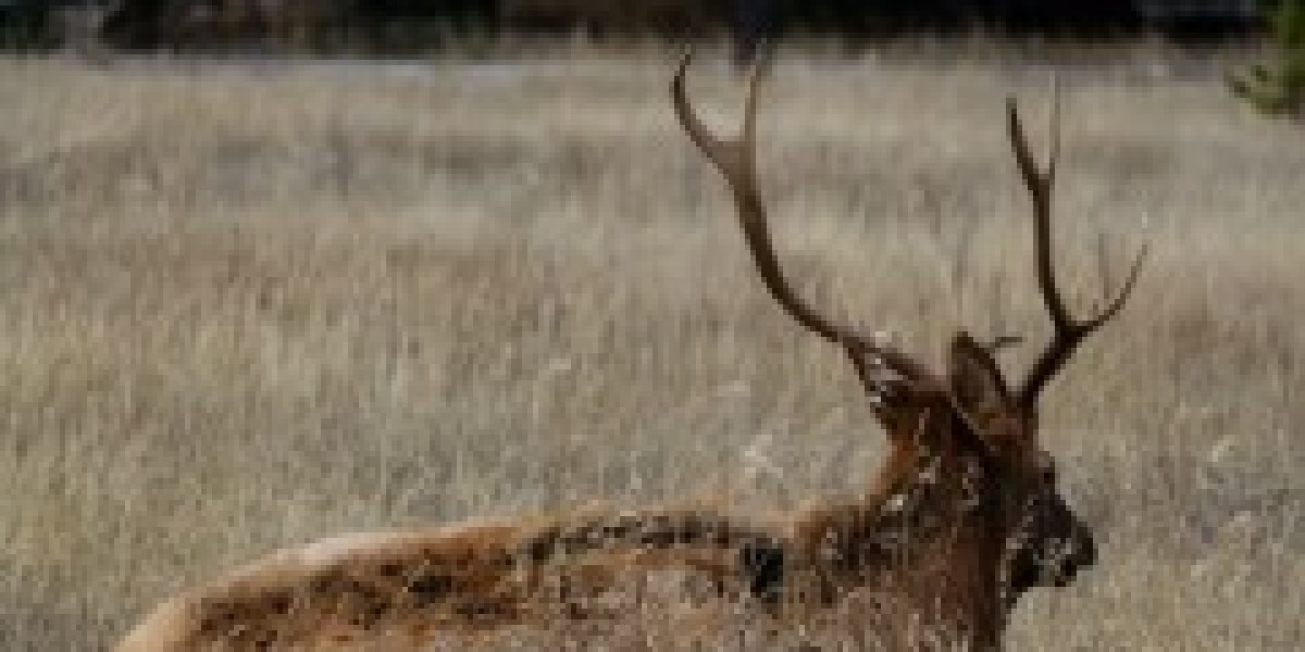 Discover Professional Taxidermy Close to Me: Preserve Your Trophy with a Deer Shoulder Mount