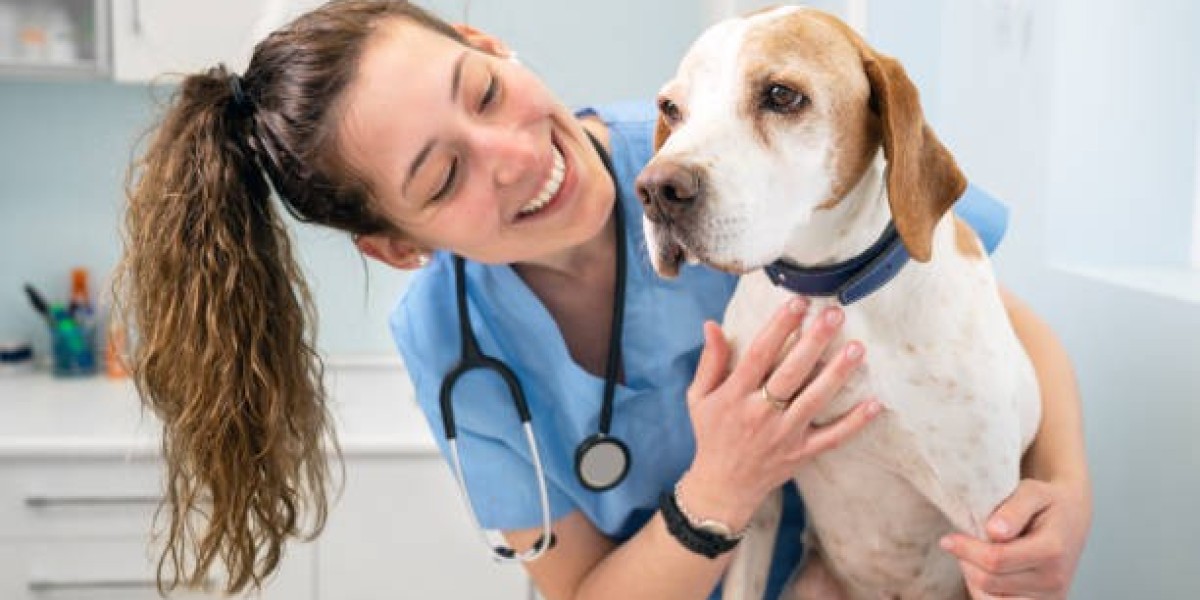 Pet Surgery Options at Park Hills Animal Hospital