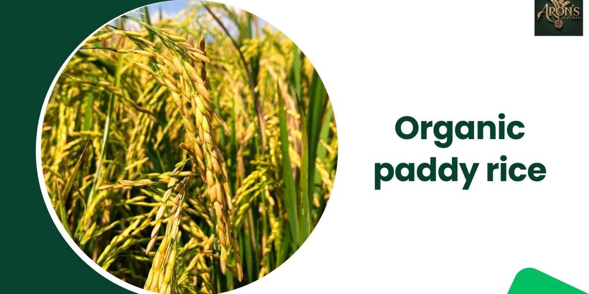 Organic Paddy Rice: Why Global Demand Is Increasing