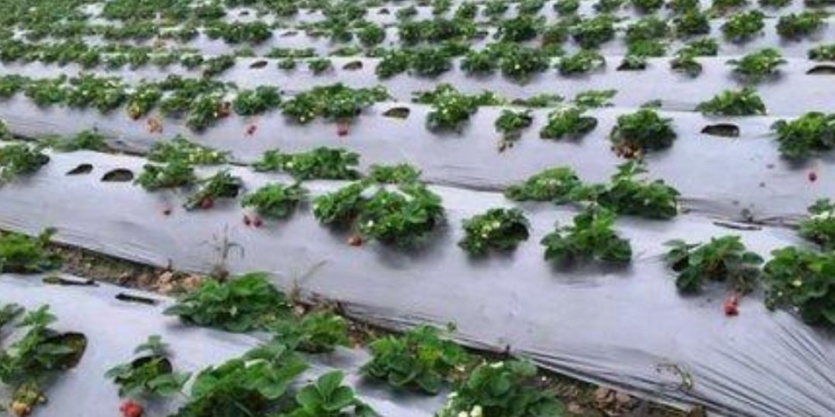 Mulch Film: A Modern Solution for Sustainable Agriculture and Gardening