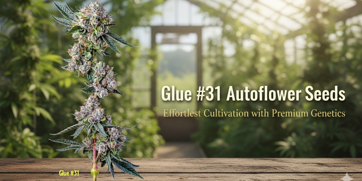 Glue #31 Autoflower Seeds: Effortless Cultivation with Premium Genetics