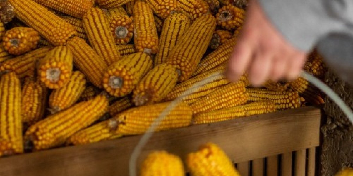 Understanding Yellow Maize Suppliers in India: Markets, Quality Standards, and Key Insights for Buyers
