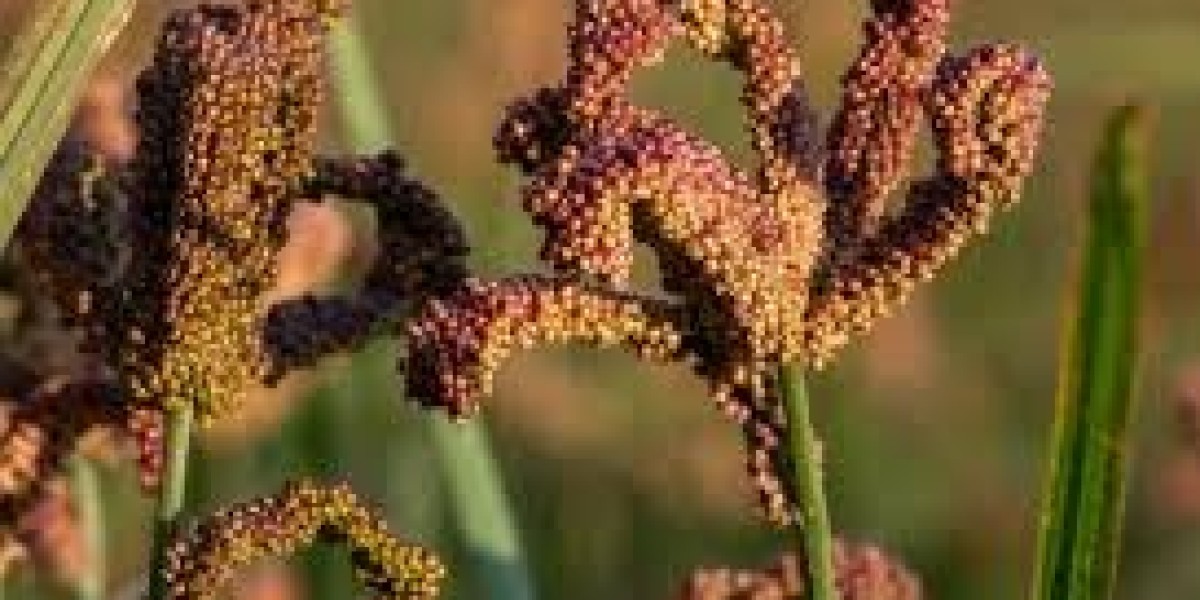 What is finger millet and why is it important in a healthy diet