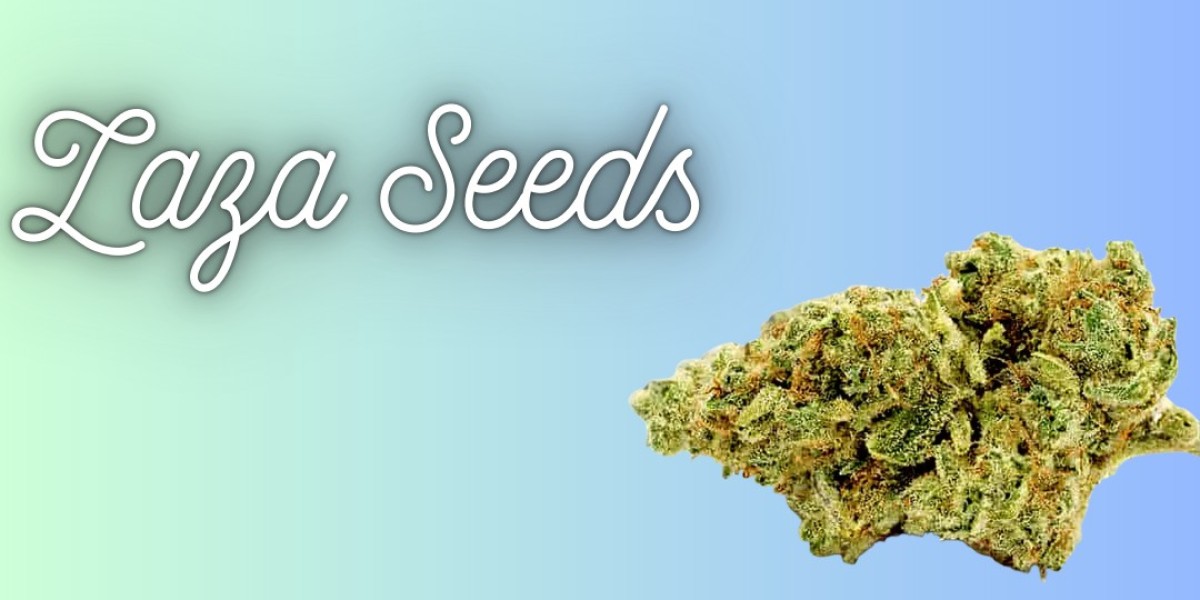 Zaza Seeds – Premium Cannabis Genetics for Home & Pro Growers
