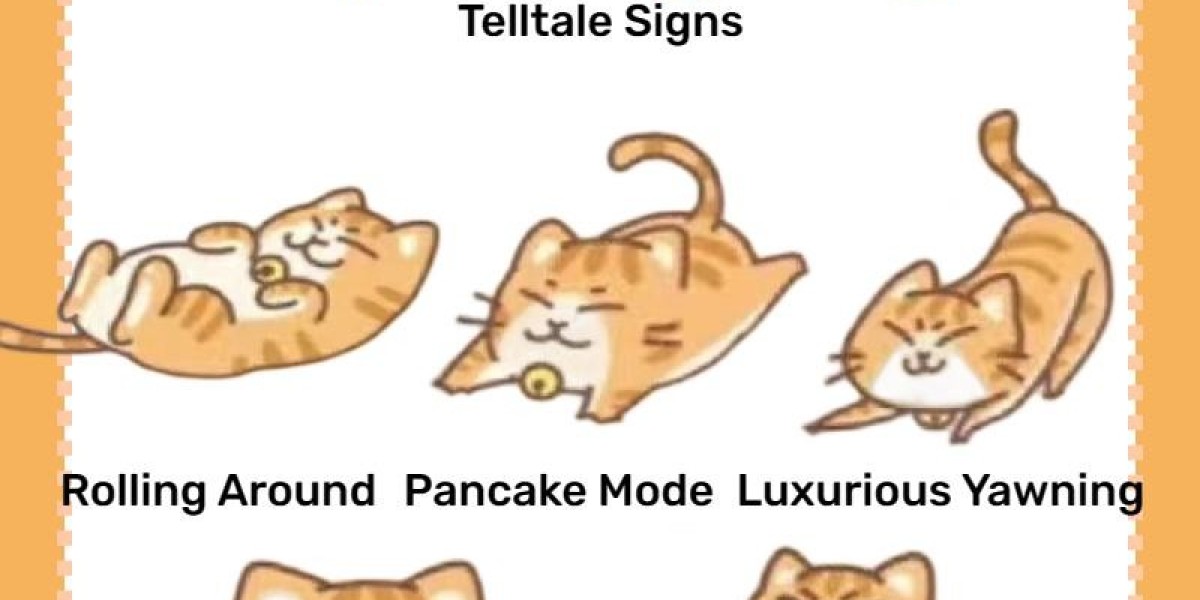 How to Handle a Feisty Cat: Practical Tips for Cat Owners