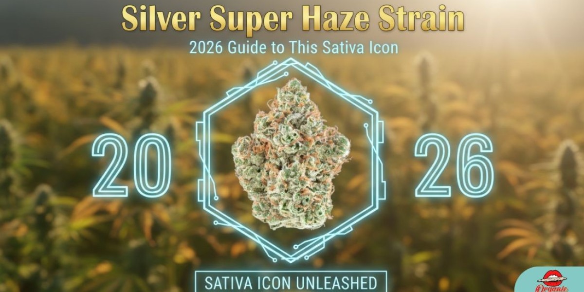 Silver Super Haze Strain: 2026 Guide to This Sativa Icon