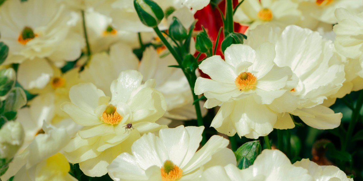 eznpc What We Know About Grow A Garden Bird Egg Update