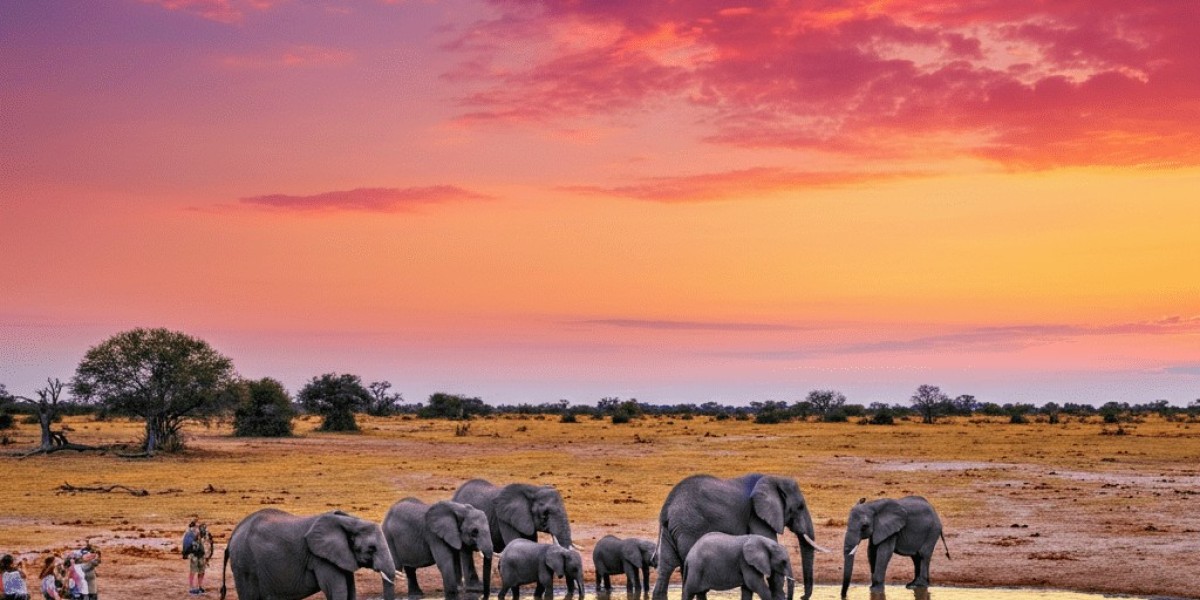 The Best Country for Safari in Africa—Why Botswana Tops the List