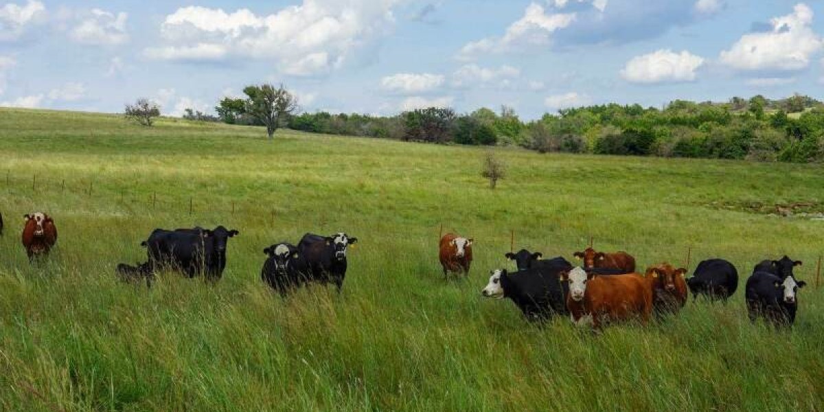 How Cedars for Cows Improve Barn Environment and Cow Comfort