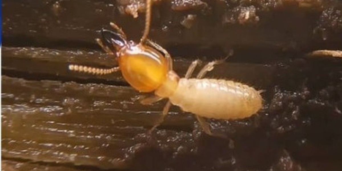 Why a Pest Control Professional Is Essential for Long-Term Protection