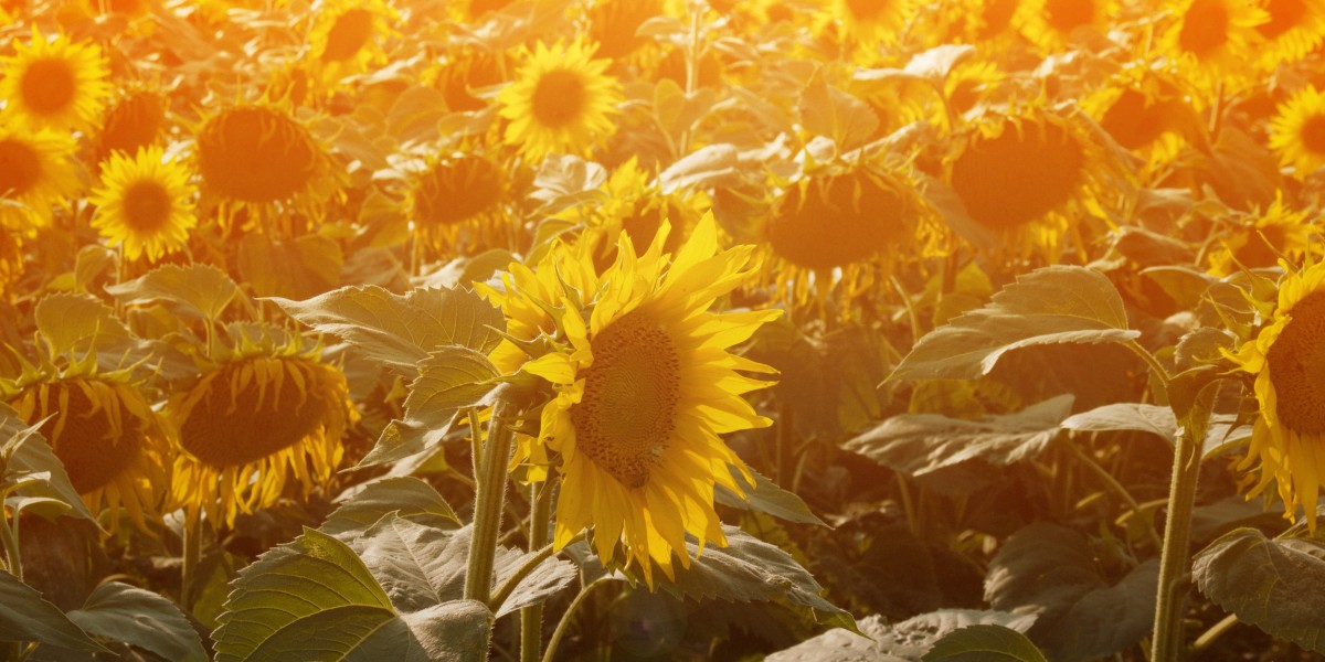 Gold IRA Plans: A Secure Investment for Your Retirement