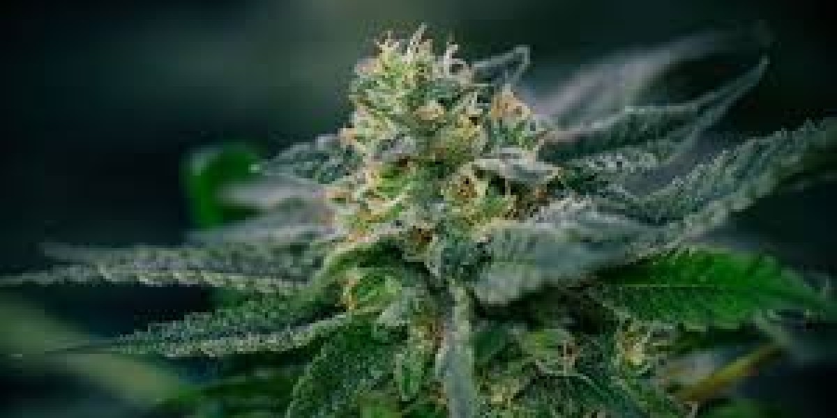 Buy Wholesale Weed – A Complete Guide to Legal, Compliant Cannabis Sourcing