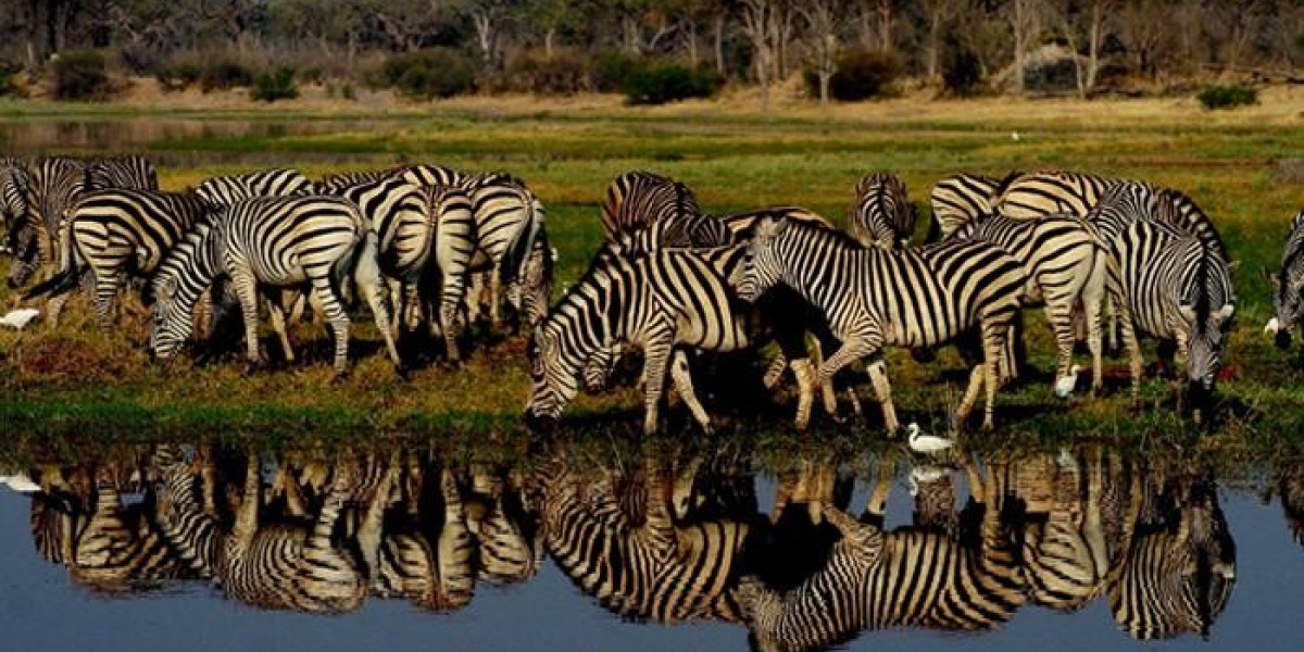 Best Places to Visit in Africa | Explore Botswana’s Hidden Gems