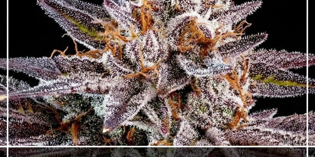 High THC Cannabis: Benefits and Potent Seed Varieties